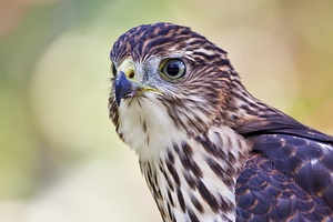 Coopers Hawk
