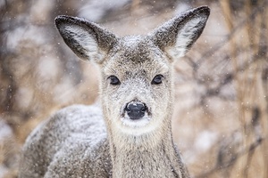 Cute Deer