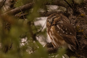 Saw Whet Owl 2
