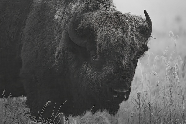 Bison BW Print