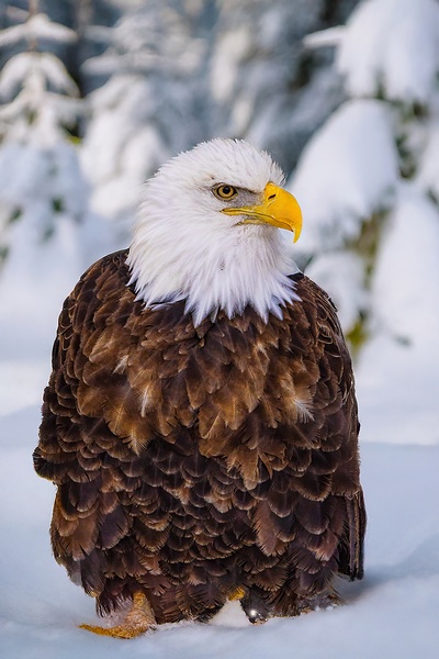 Bald Eagle Winter Print