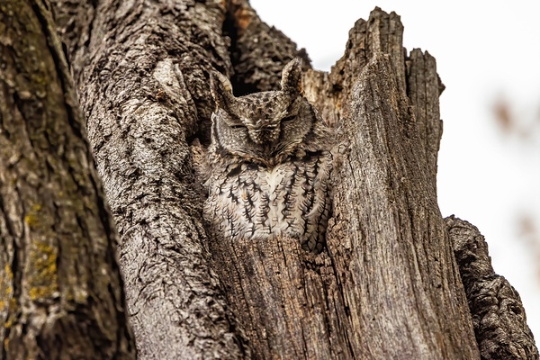 Screech Owl 4 Print