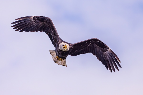 Bald Eagle 3 Print