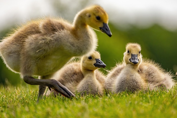 Goslings Print