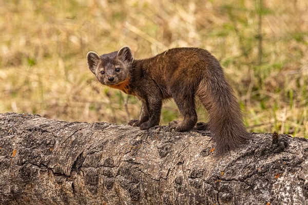 Pine Marten 2 Print
