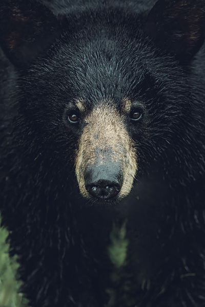 Wild Bear Futuristic Print