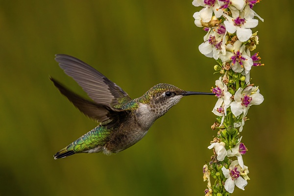 Hummingbird Print
