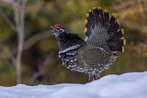 Spruce Grouse 2 Print