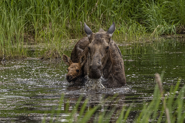 Moose Calf and Mom Print