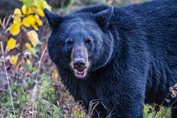 Black Bear Boss Print