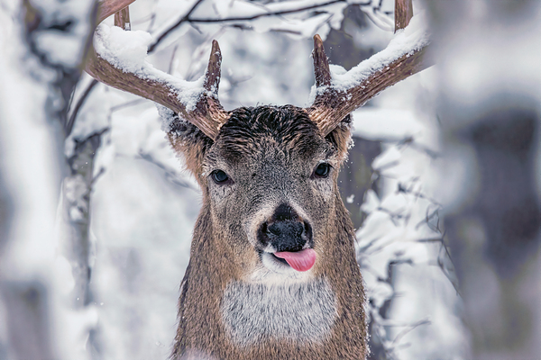 Buck Glancial Blue Print