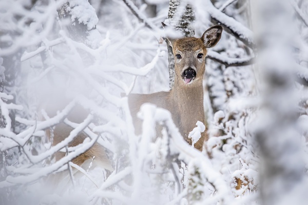 Deer Winter Wonder Print