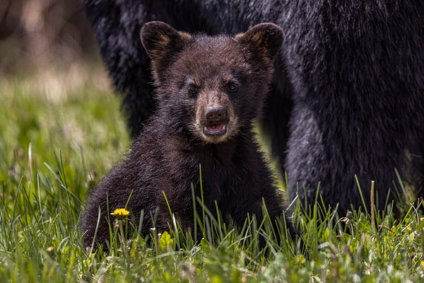 Black Bear Cub 4 Print