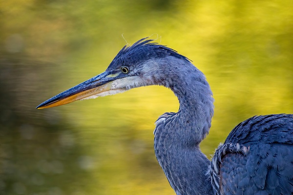Blue Heron 4 Print