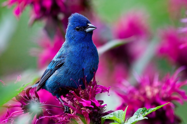Indigo Bunting Print