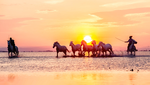 Camargue Horses Sunset Print