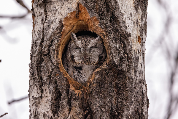 Screech Owl Print