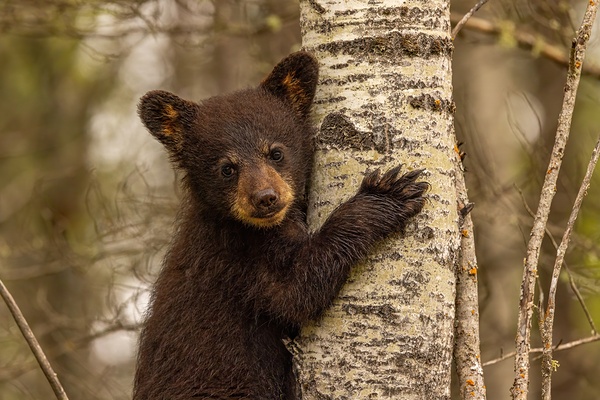 Cute Bear Cub Print