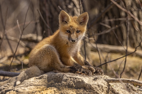 Cute Fox Kit Print