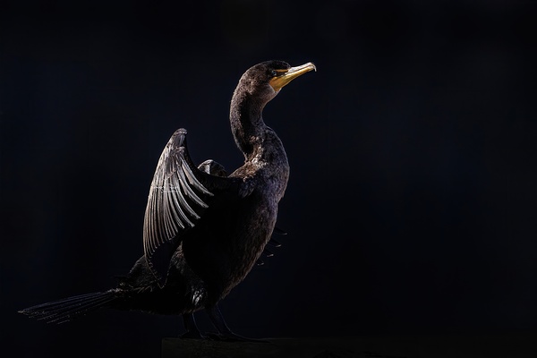 Cormorant Elegant Print