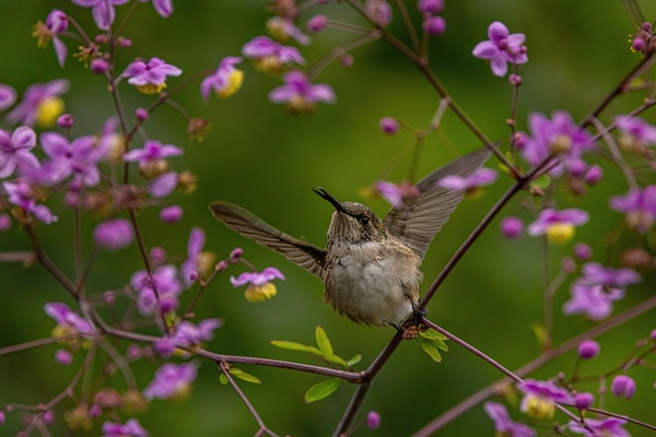 Hummingbird in Flower Frame Print