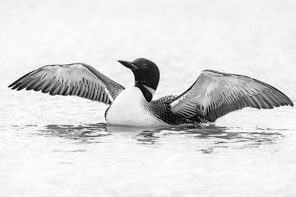 Loon BW Print