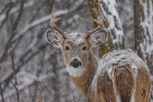 Deer Winter Love Print
