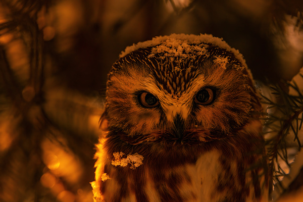 Saw Whet Owl 4 Print