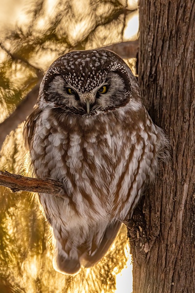 Boreal Owl Print