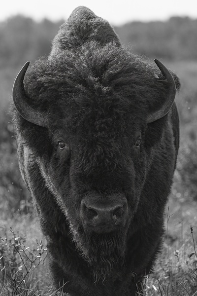 Bison BW 2 Print