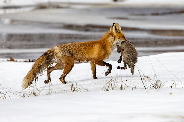 Baby Fox Story Print