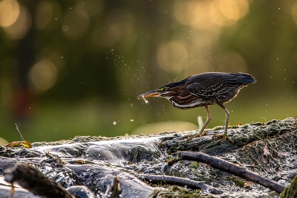 Green Heron Sunset Print