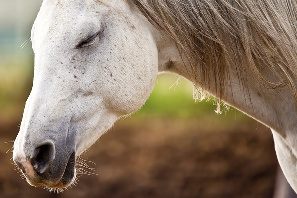 Horse Portrait 2 Print