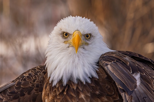 Bald Eagle Portrait Print