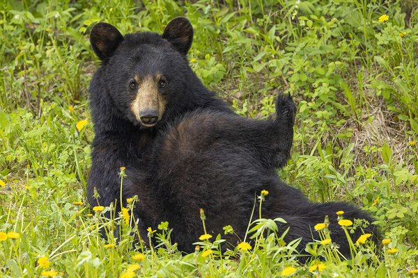 Black Bear Relax  Print