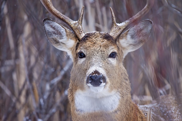 Buck Portrait 3 Print
