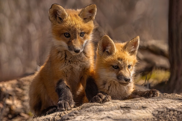 Red Fox Kits Print