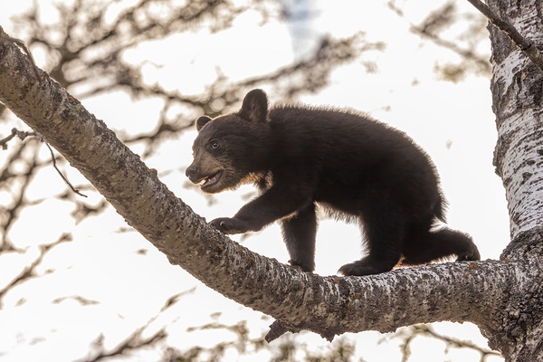 Black Bear Cub 2 Print