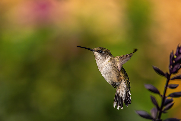 Hummingbird 3 Print