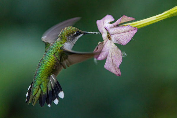 Hummingbird 5 Print
