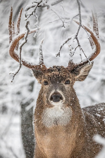 Big Buck Winter Print