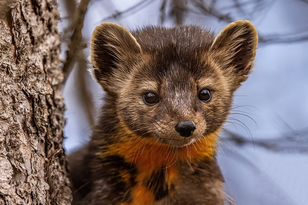 Pine Marten Portrait Print