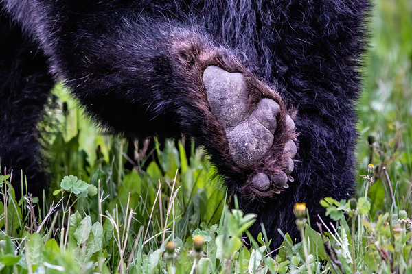 Bear Foot Print