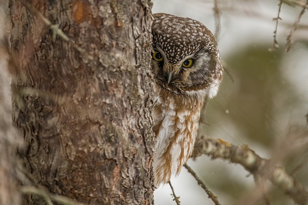 Boreal Owl Picaboo Print