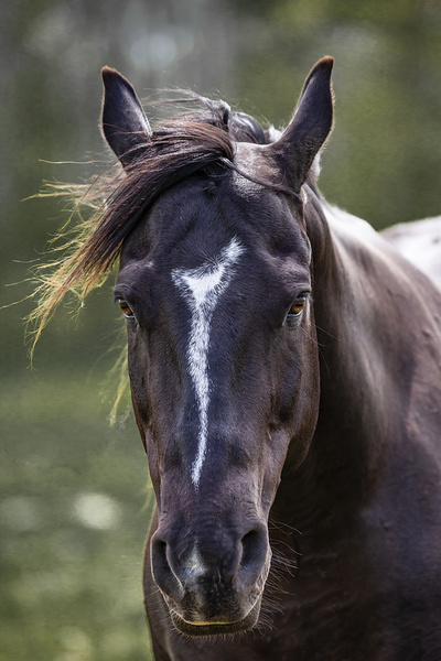Horse Portrait Print
