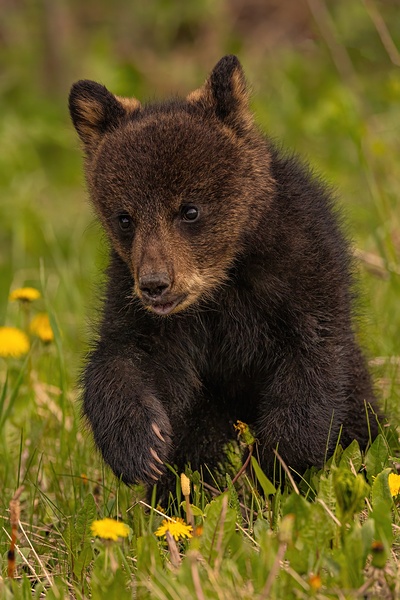 Black Bear Cub Print