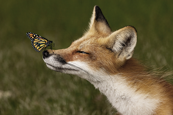 Red Fox with Butterfly Print