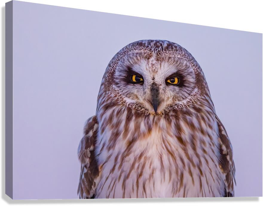 SEO Sunset Canvas Print