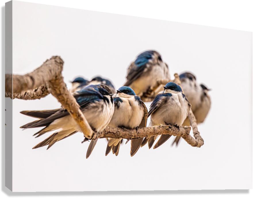 Gathering Canvas Print