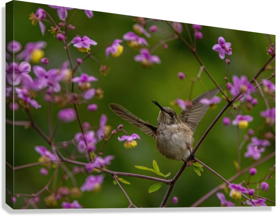 Hummingbird in Flower Frame Canvas Print